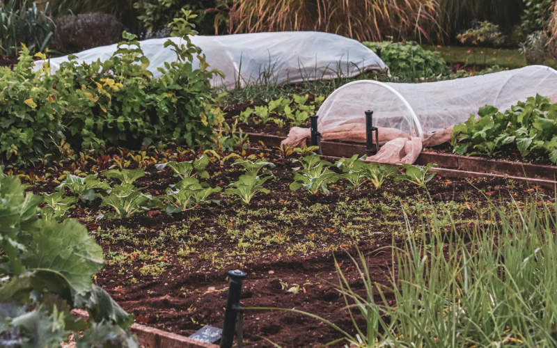 7 Best Companion Planting Combinations That Dramatically Boost Your Vegetable Garden Yield