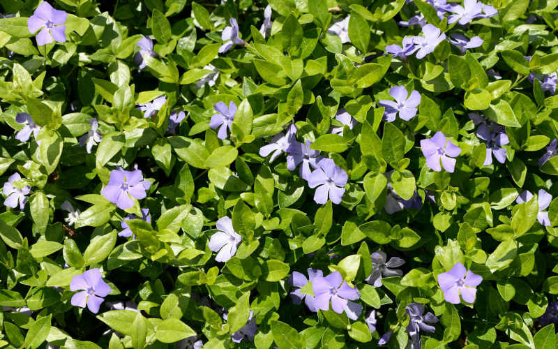 7 Ground Cover Plants That Choke Out Weeds Permanently So You Never Pull Another One By Hand