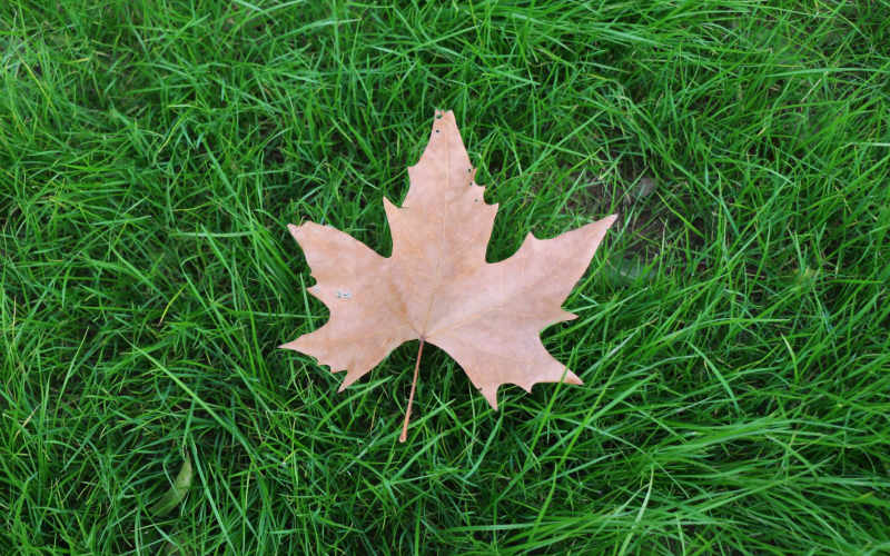 Fall Lawn Care Checklist That Prepares Your Grass to Come Back Thicker and Greener Next Spring