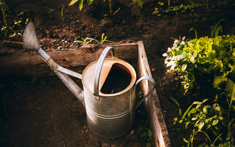 How to Build a Self-Watering Raised Garden Bed From Scratch Using Affordable Lumber