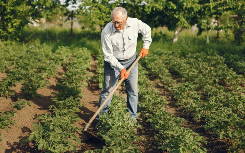The Complete Beginner's Guide to Starting a No-Till Vegetable Garden That Improves Every Single Year