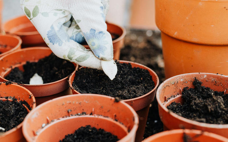 The Complete Beginner's Guide to Starting a Vegetable Garden in a Small Backyard Space