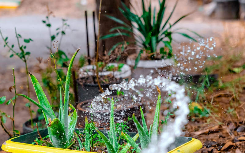 Why Overwatering Is Killing Your Garden Plants and the Simple Schedule That Actually Fixes It